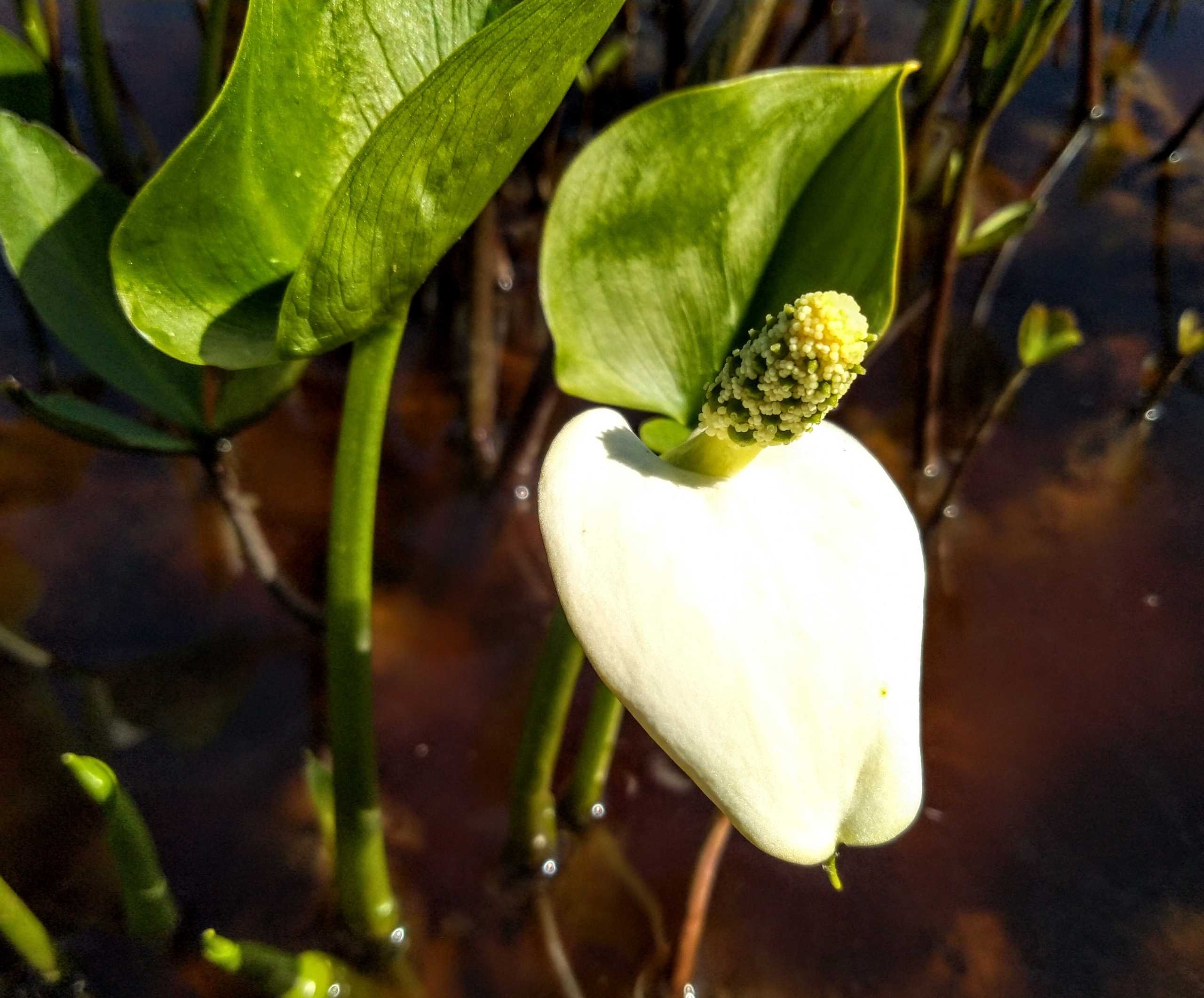 Васюган. Центр мира: на болоте цветут орхидеи