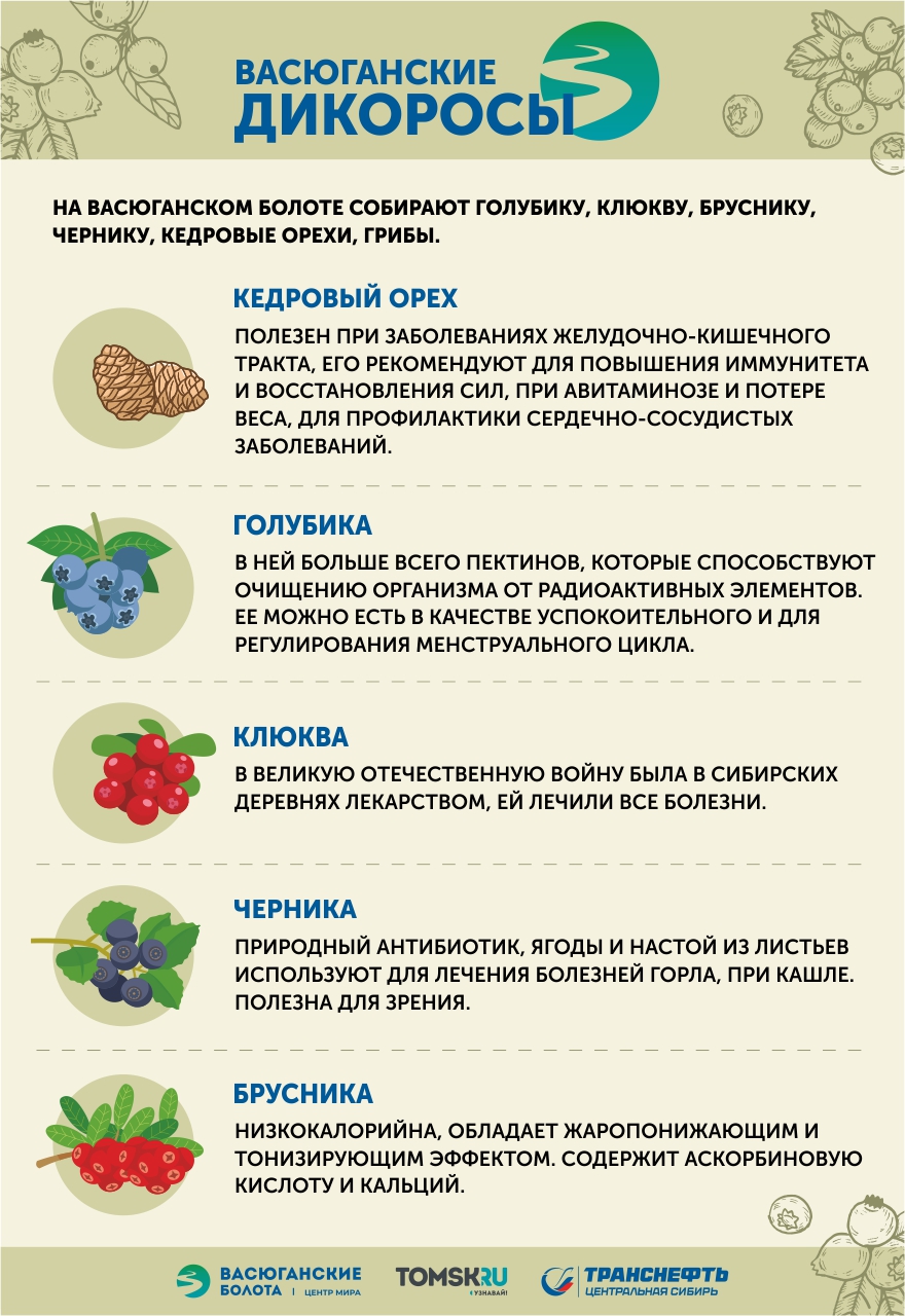 Васюган. Центр мира: кто зарабатывает на дикоросах