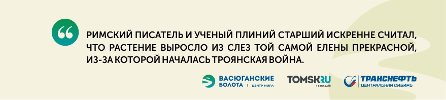 Васюган. Центр мира: на болоте цветут орхидеи