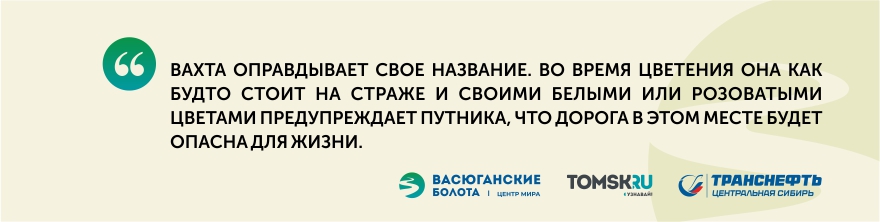 Васюган. Центр мира: на болоте цветут орхидеи