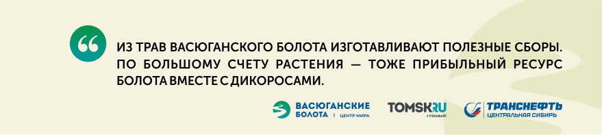 Васюган. Центр мира: на болоте цветут орхидеи