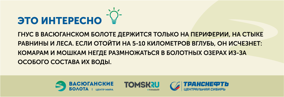 Слишком ухоженные: чем другие огромные болота мира отличаются от Васюганского