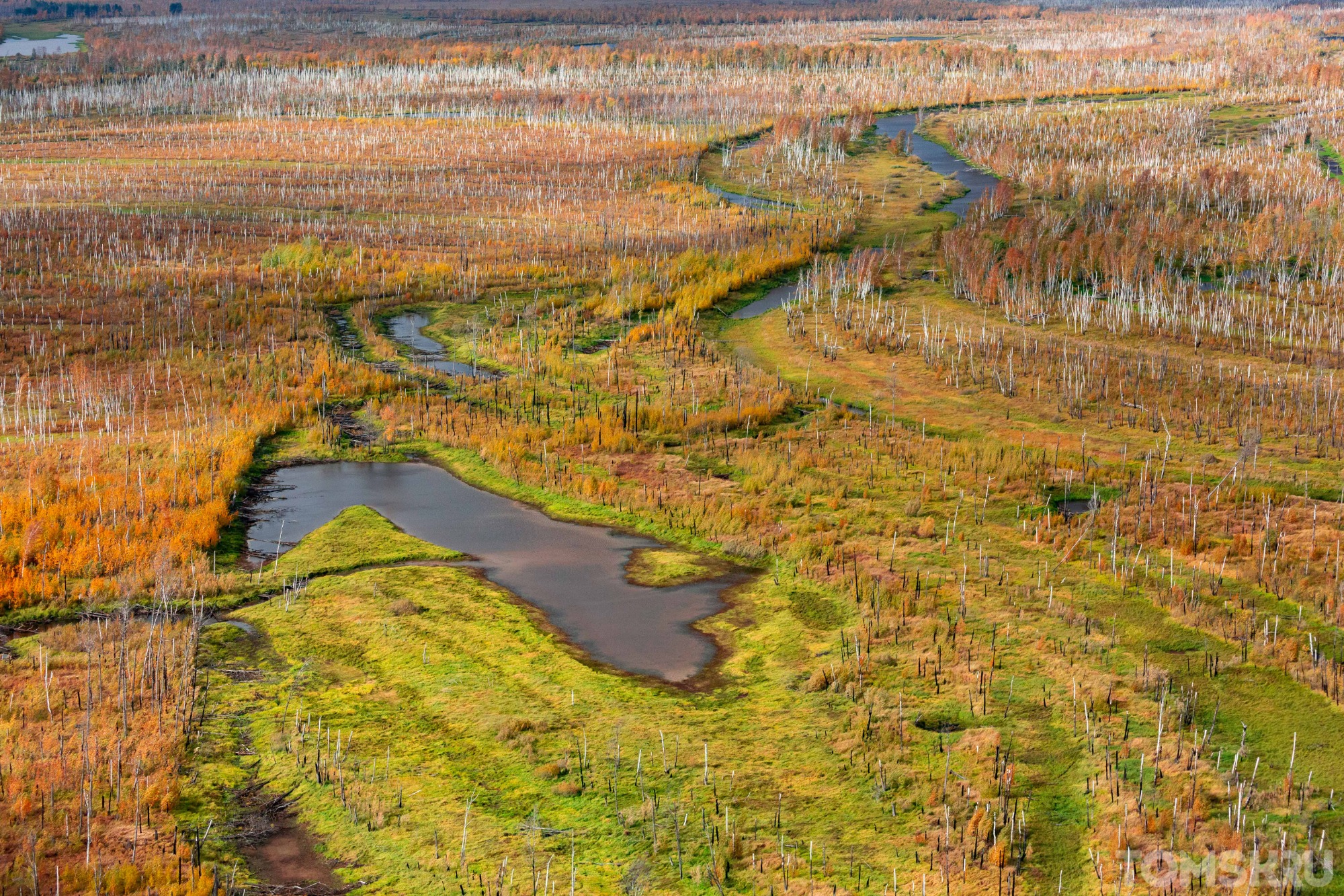 Слишком ухоженные: чем другие огромные болота мира отличаются от Васюганского