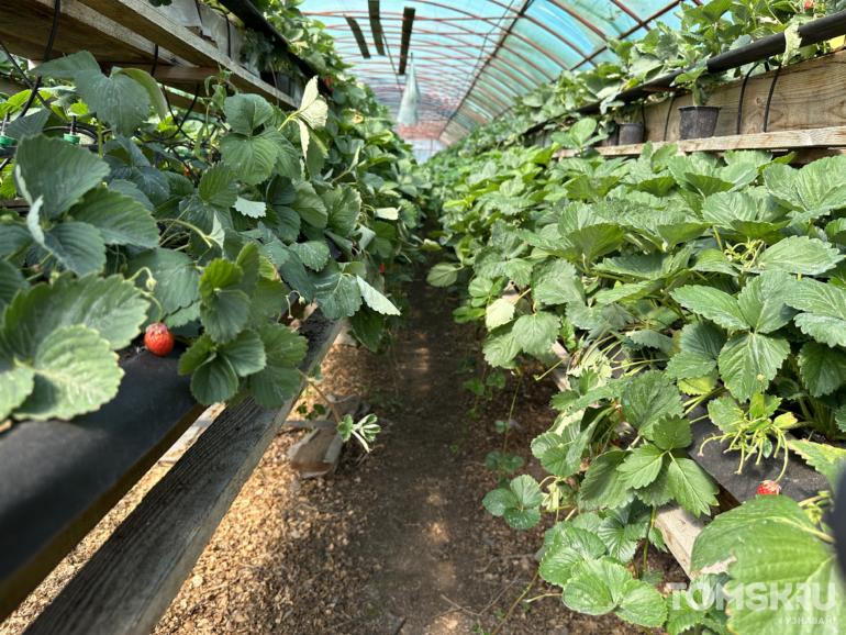 Девять месяцев клубники: как радиоинженер Игорь Жигалев построил технологичное ягодное хозяйство