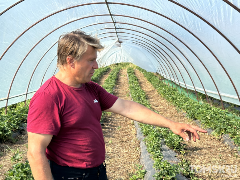 Девять месяцев клубники: как радиоинженер Игорь Жигалев построил технологичное ягодное хозяйство