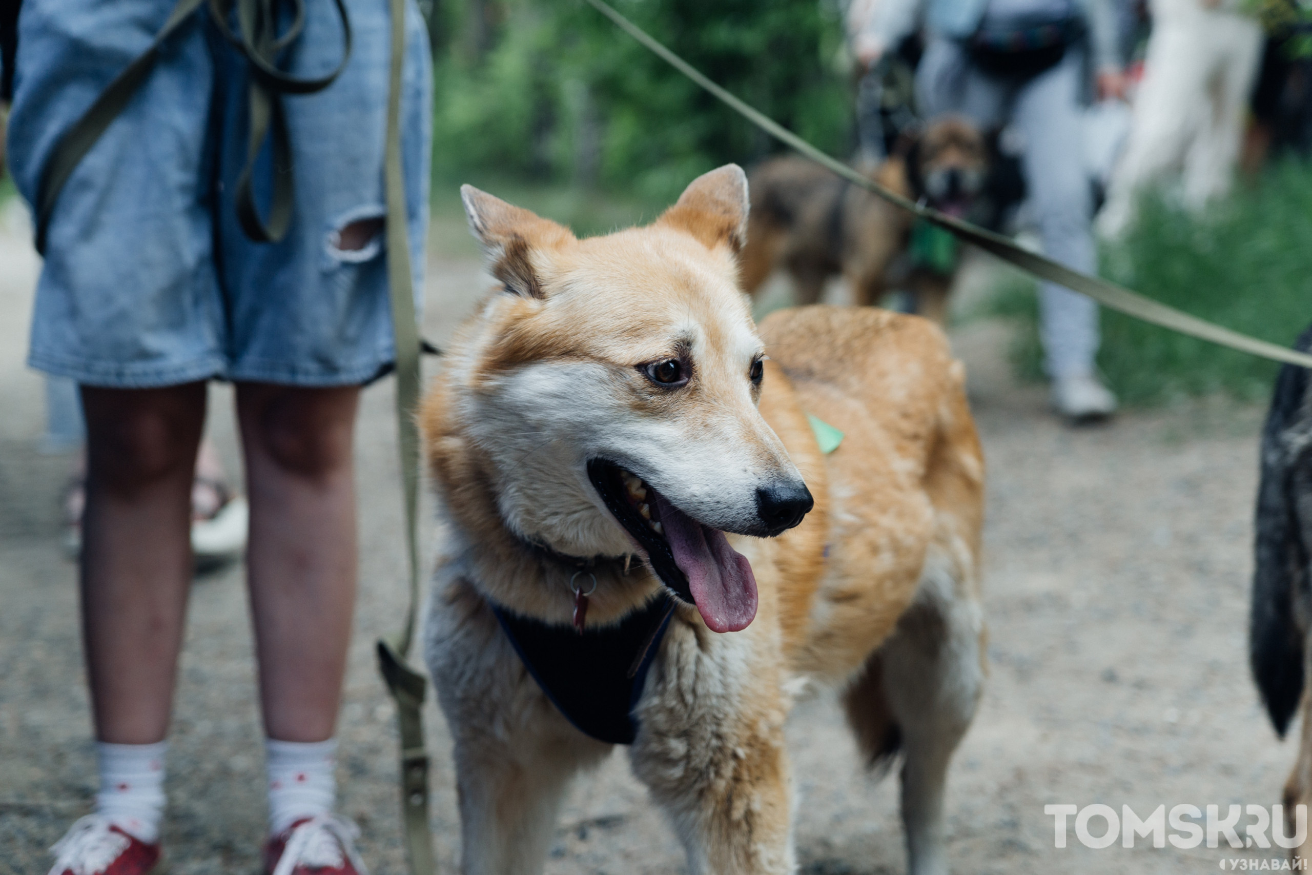 Гуляем правильно: кинологи назвали пять главных правил осенних прогулок с  собакой • TOMSK.RU