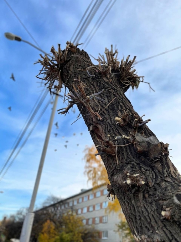 «Убивающая обрезка»: томичи просят Дмитрия Махиню обратить внимание на уничтожение деревьев в городе