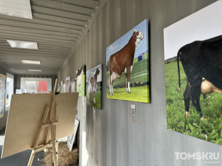 Сливки для общества: как в Томской области появились коровы джерси и зачем к ним пускать любого желающего