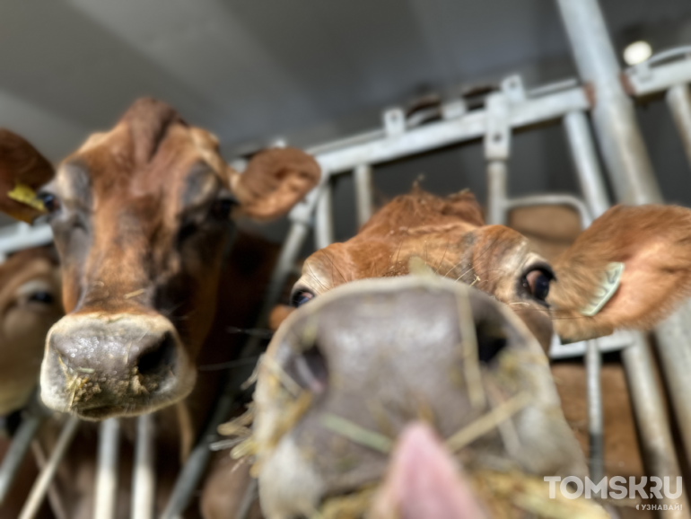 Сливки для общества: как в Томской области появились коровы джерси и зачем к ним пускать любого желающего