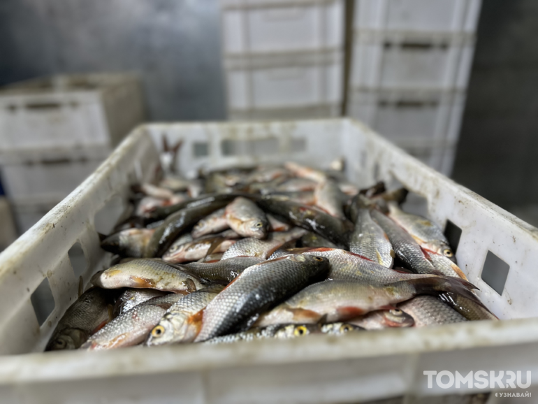 Север кормит: как семья томских предпринимателей возродила рыбопереработку в Колпашеве