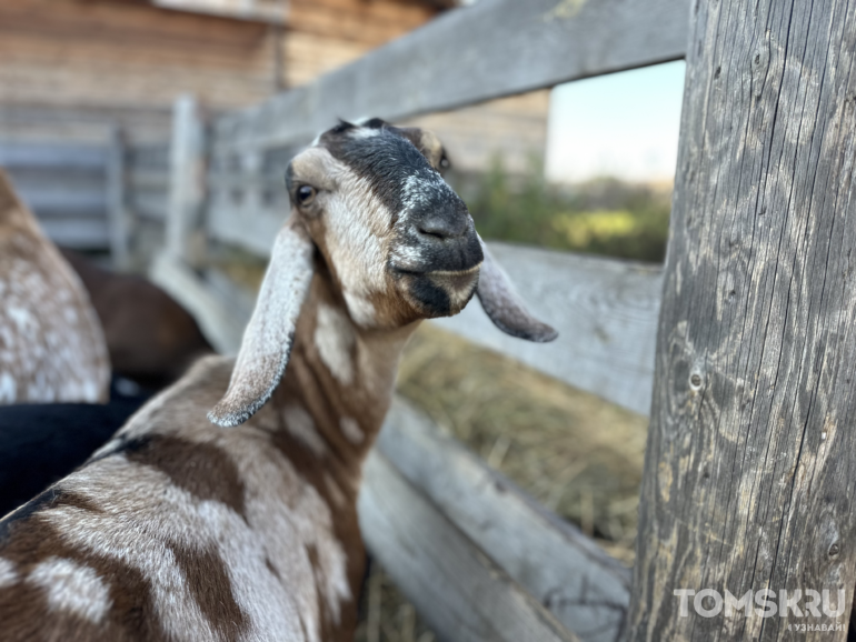 Биталы, нубийки, камори: как в селе под Томском делают сыр из молока коз редких пород