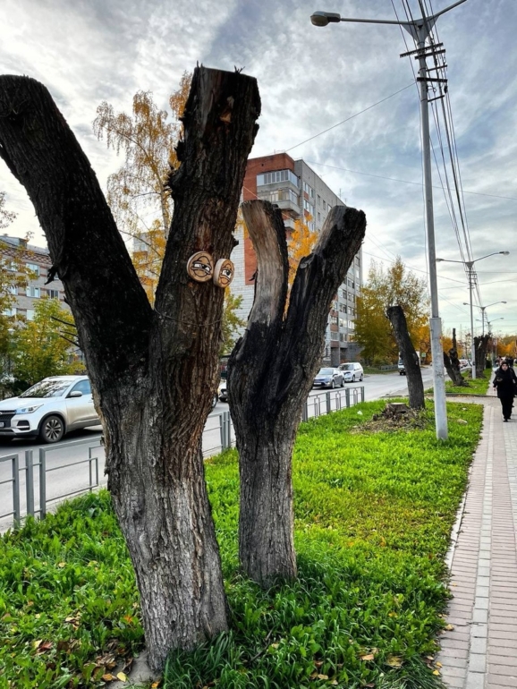 «Убивающая обрезка»: томичи просят Дмитрия Махиню обратить внимание на уничтожение деревьев в городе