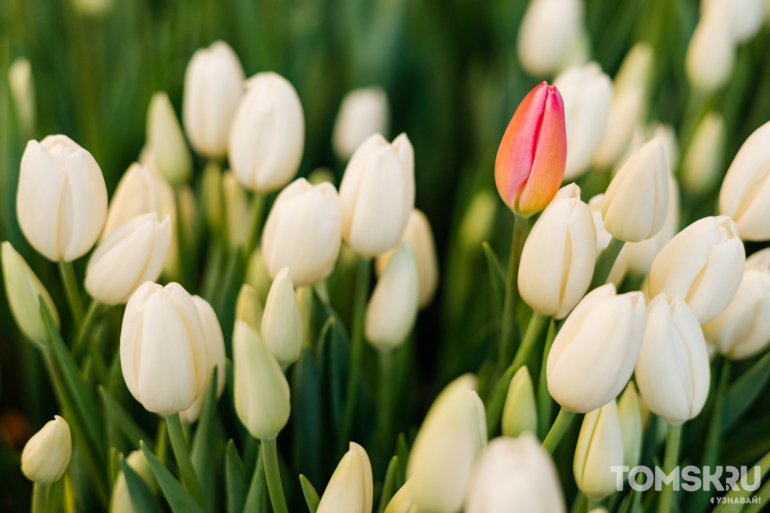 «Поцелуй весны»: у томичей осталось несколько дней до закрытия выставки тюльпанов в «Трубачево»