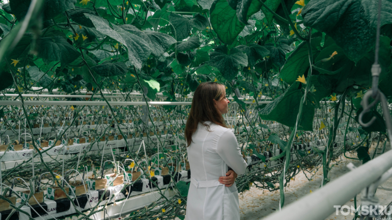 Томский агрохимик: лето на тарелке — круглый год