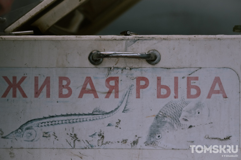 В акваторию Томи выпустили более 1,5 тысяч мальков стерляди