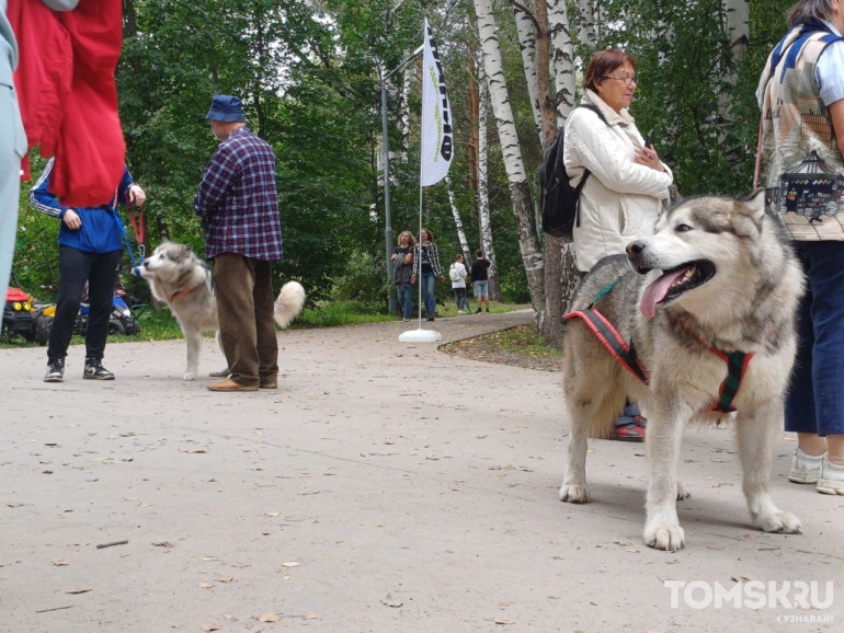 Фоторепортаж: в Томске прошел «Мохнатый кросс»