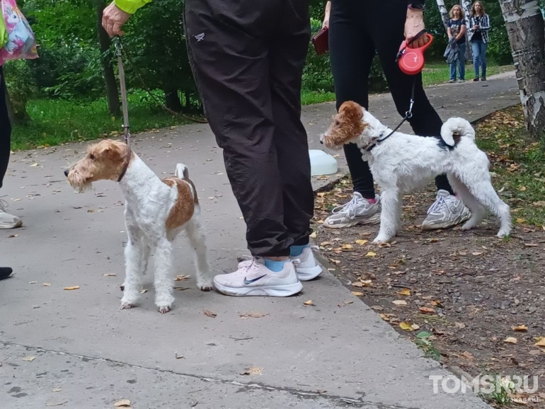 Фоторепортаж: в Томске прошел «Мохнатый кросс»