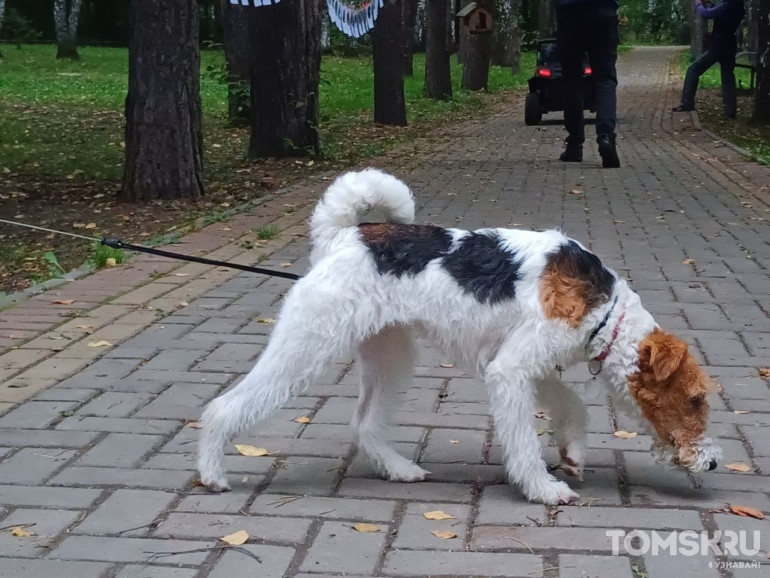 Фоторепортаж: в Томске прошел «Мохнатый кросс»