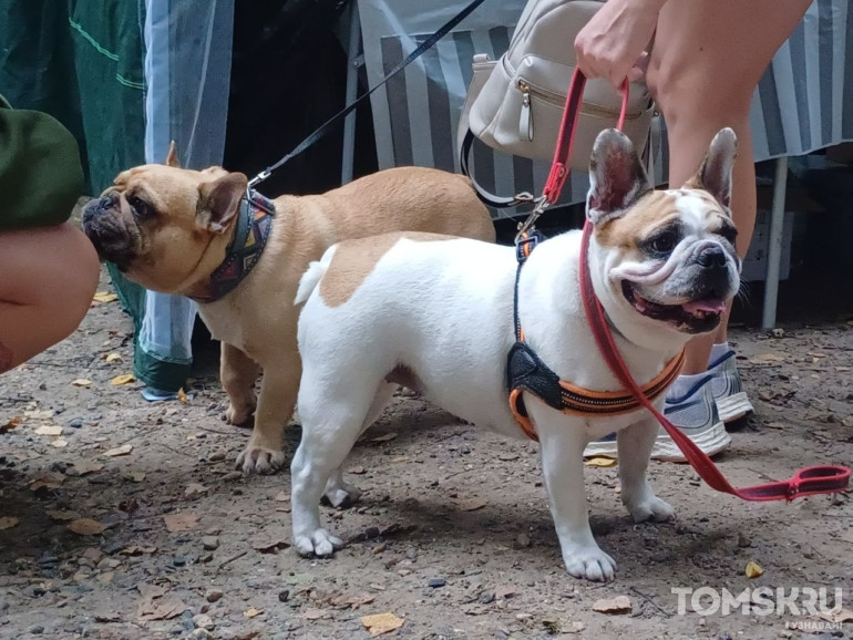 Фоторепортаж: в Томске прошел «Мохнатый кросс»