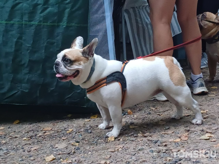 Фоторепортаж: в Томске прошел «Мохнатый кросс»