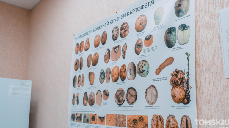 «Что посеешь, то и пожнешь» — и в Россельхозцентр на проверку