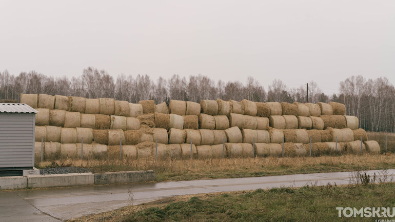 Как выглядит самая крупная молочная ферма в Томской области — фоторепортаж