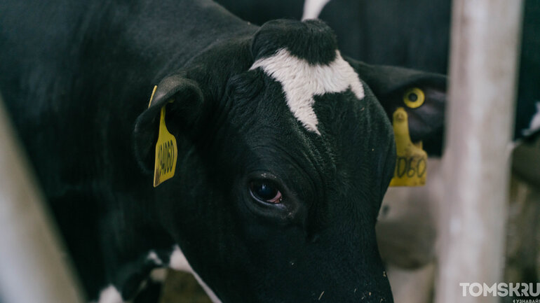 Как выглядит самая крупная молочная ферма в Томской области — фоторепортаж