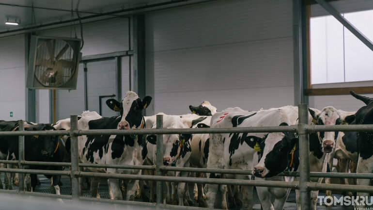 Как выглядит самая крупная молочная ферма в Томской области — фоторепортаж