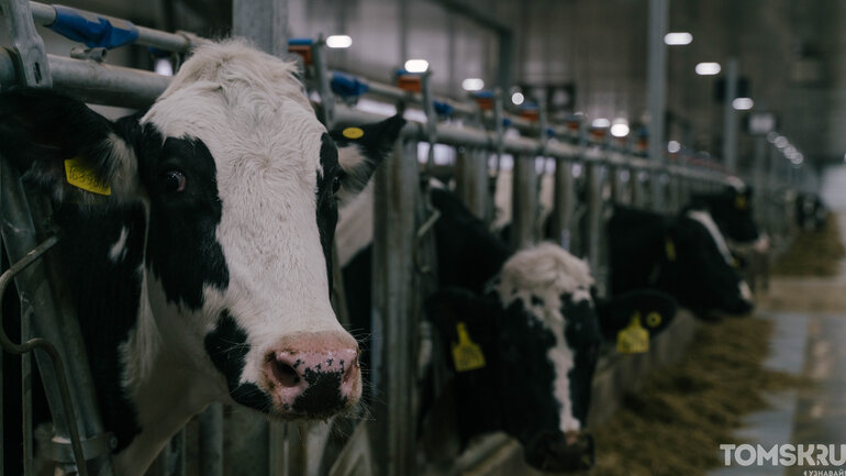 Как выглядит самая крупная молочная ферма в Томской области — фоторепортаж