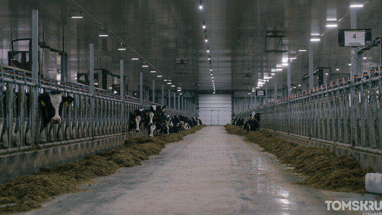 Как выглядит самая крупная молочная ферма в Томской области — фоторепортаж