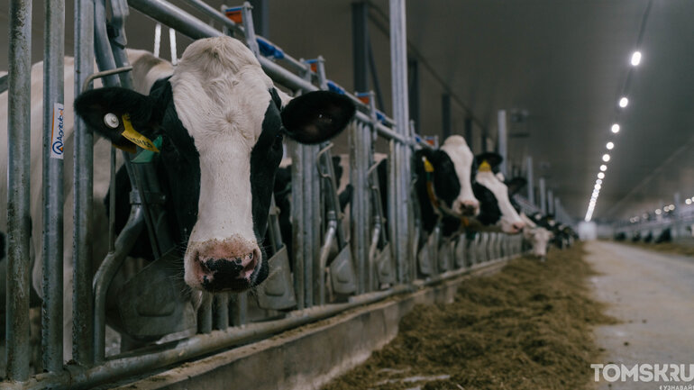 Как выглядит самая крупная молочная ферма в Томской области — фоторепортаж