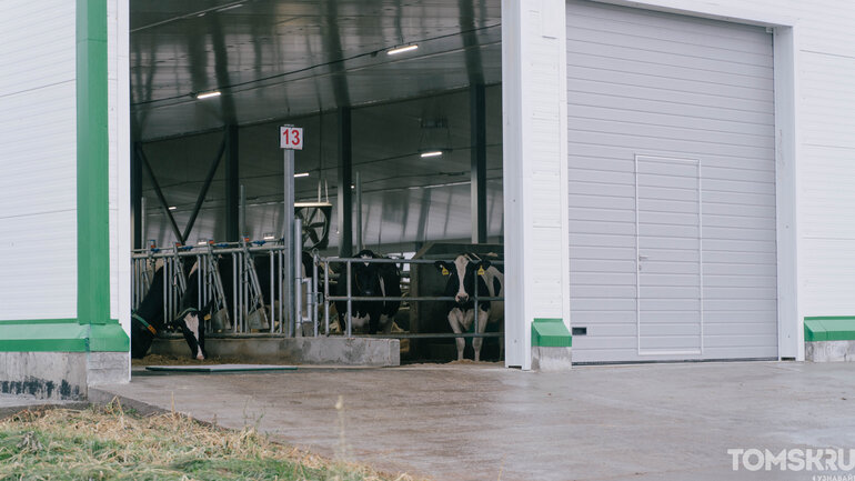 Как выглядит самая крупная молочная ферма в Томской области — фоторепортаж