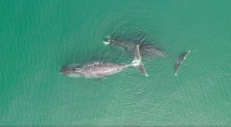 Томские биологи с помощью ИИ изучают фауну российских заповедников