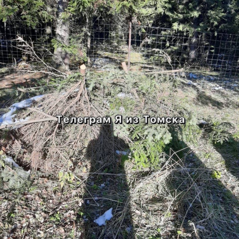 Кедровник под Томском могли передать частнику — началась проверка