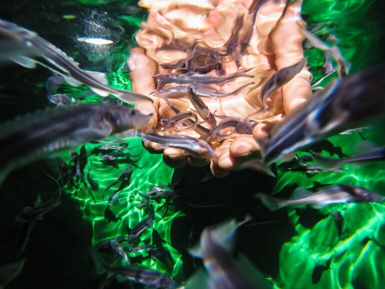 В Томской области продолжают восстанавливать популяции редких видов рыб