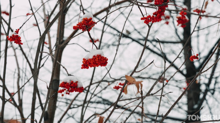 Первый снег в Томске: деревья, деревянные дома и одна кошка