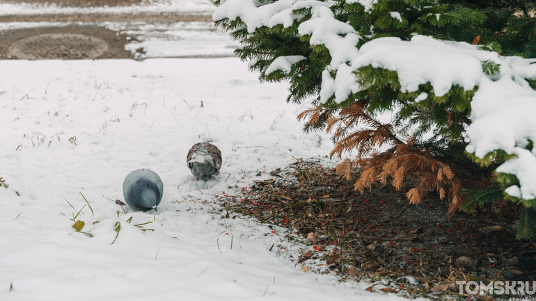 Первый снег в Томске: деревья, деревянные дома и одна кошка
