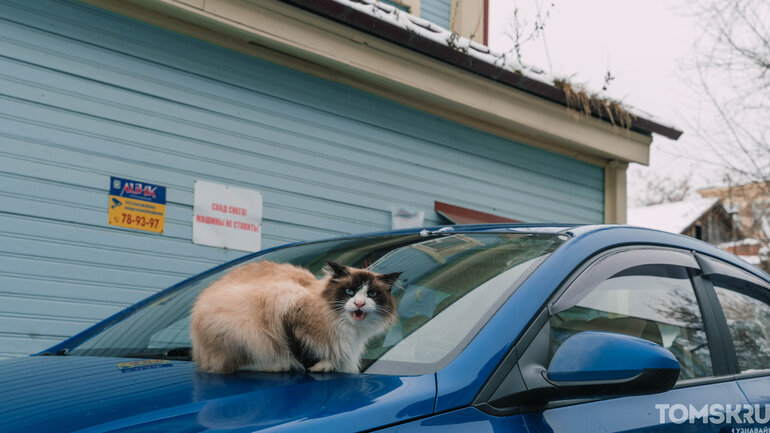 Первый снег в Томске: деревья, деревянные дома и одна кошка