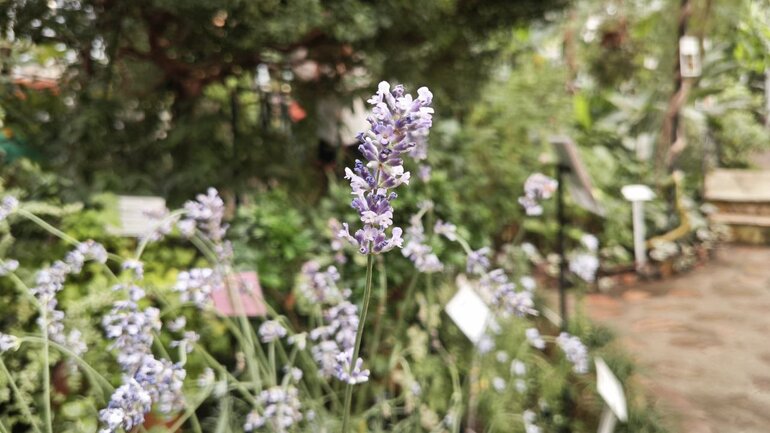 В Ботсаду ТГУ можно послушать ароматы лаванды и трав Средиземноморья