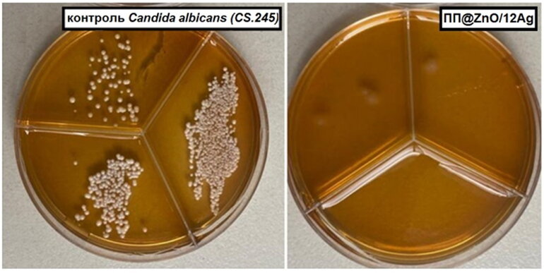 В Томске создали уникальную пищевую пленку, убивающую почти 100% бактерий