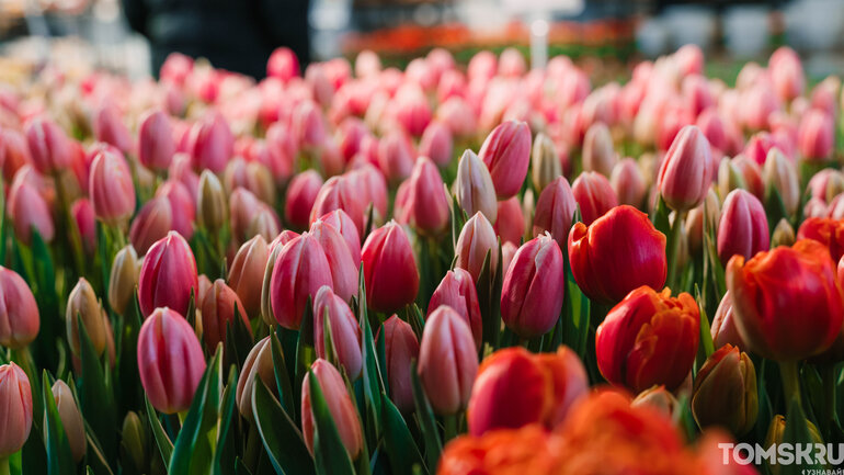 Фоторепортаж: «Весну разрешаем!»