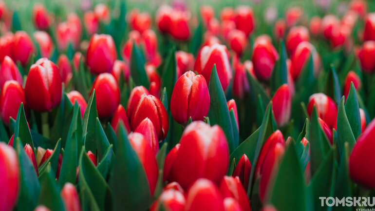 Фоторепортаж: «Весну разрешаем!»