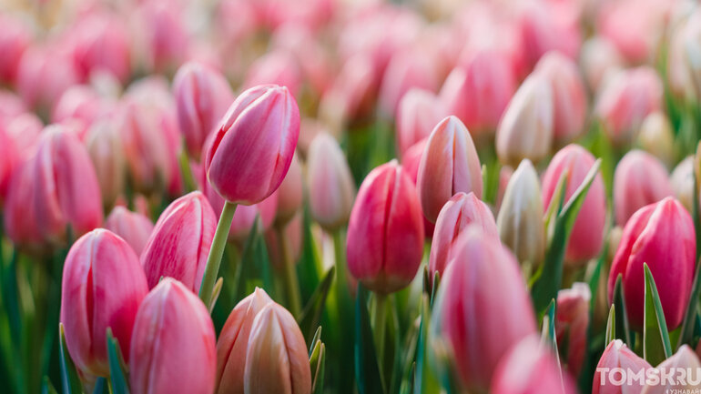 Фоторепортаж: «Весну разрешаем!»