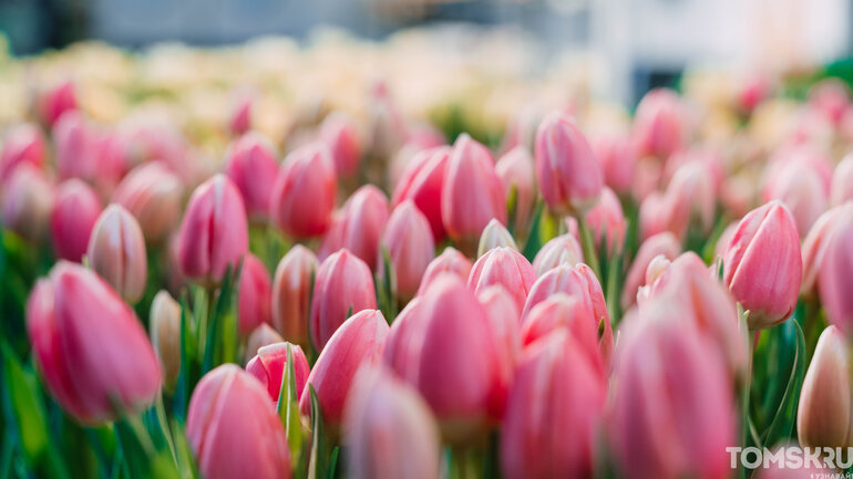 Фоторепортаж: «Весну разрешаем!»