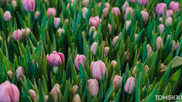Фоторепортаж: «Весну разрешаем!»