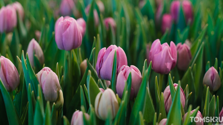Фоторепортаж: «Весну разрешаем!»