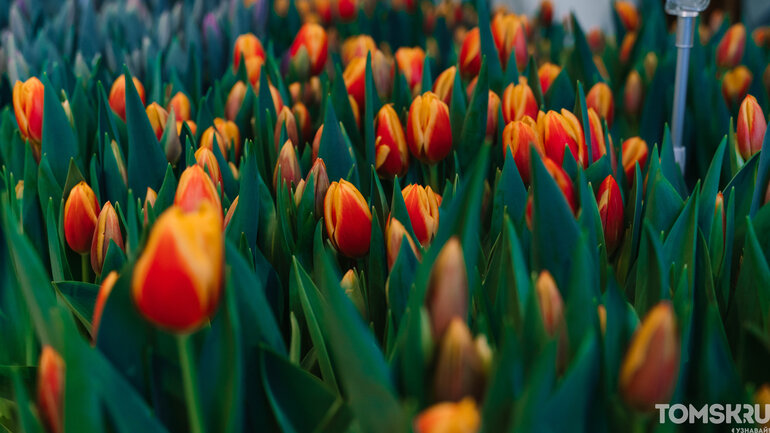 Фоторепортаж: «Весну разрешаем!»
