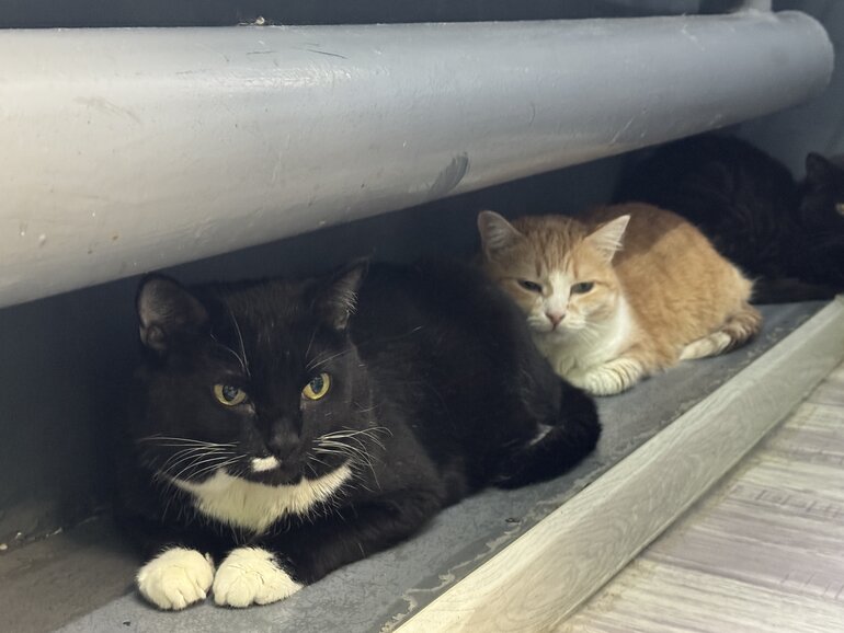 Быть добрым — просто: проверено Tomsk.ru