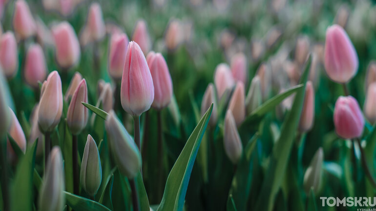 Международный женский день: движение протеста или праздник весны?