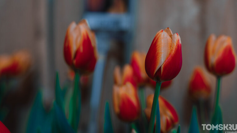 Международный женский день: движение протеста или праздник весны?